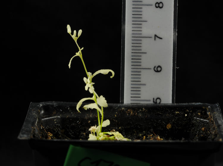 Small arabidopsis