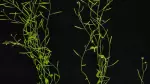 Arabidopsis banner