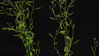 Arabidopsis banner