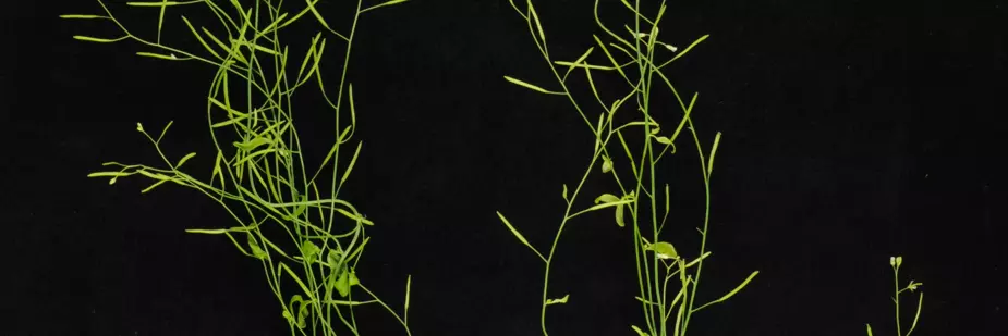 Arabidopsis banner