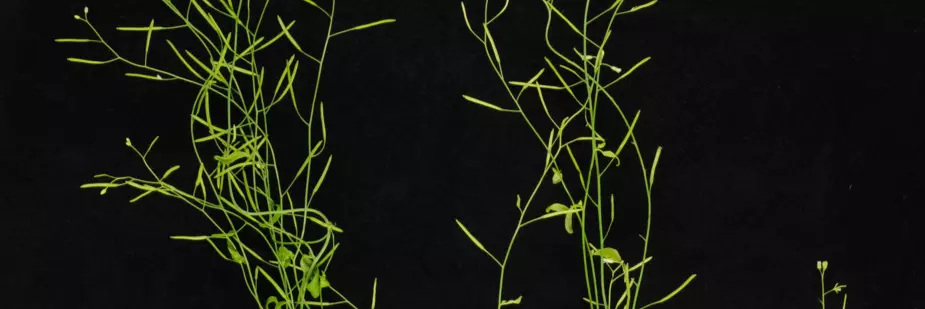 Banner photos 3